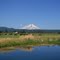 Biding His Time - Shasta Mtn.
