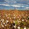 Cotton Field