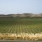 Artichoke fields