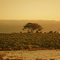 Monterey Bay Artichoke Fields