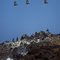 PELICANS - California, USA - August 1995