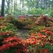 Ruby Mize Azalea Garden, Nacogdoches, Texas