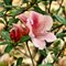 Knock-out Azalea