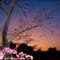 sunset in summer