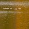 Geese on Lake Alice, William O'Brien State Park, Marine-on-St Croix, Minnesota