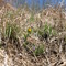 Hoary Puccoon and Locoweed