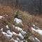 Yucca in snow