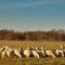 Sheep Field - Hanover County, VA.