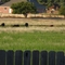 Weatherford Oklahoma field and cows