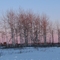 Bird Sanctuary Sunset