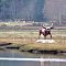 Metal Cow near Olympia, Washington