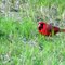 i think mockingbird and cardinal standoff