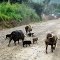 Local Pigs and Piglets along gravel road  between Hides and Komo in Hela Province in the Southern Highlands of PNG, Photo by Malum Nalu, on 27-07-2013