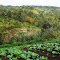 Women's Vegitable Garden at Andira Village not far from the Png LNG Hides Gas Plant, in the Southern Highlands in PNG, Photo by Malum Nalu, on 27-07-2013