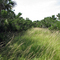 Grassy Trail Off Main Road/Trail