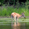 Deer In Mississippi River-Winona, MM 7-2008