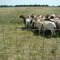 Spurge Goats