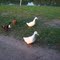 Ducks!