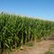 Edge of the Rows