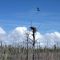 Osprey nest