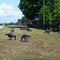 Canada Geese