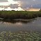Waterlily Road Canals
