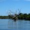 Bird tree