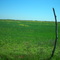 Field in Olney