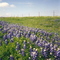 Texas Bluebonnets, near Olney, Tx