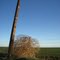 Tumbleweed