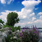 Lake Erie Rocks & Flowers