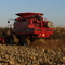 Harvest going strong