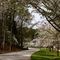 Cherry blossoms in full bloom along Griffin Avenue.