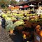 Pumpkin farm