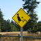 Duck Crossing