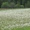 Full of marguerite