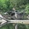 Great Blue Heron on Van Etten Creek