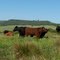 Cattle on Rangeland