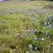 Spring Wildflowers