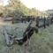 Beatson Corral