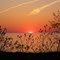 Lake Erie State Park Sunset
