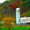 Oak Leaf Stock Farm