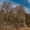 Mt Hope Tree