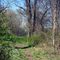 Woods