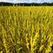Wheat