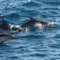 Dolphin Pod