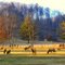 Elk at Elk Lick