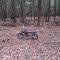 Nice Day In The Woods 8-15-2013