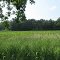 Green-covered Hosley Pond in summer (Oak Grove State Game Area)