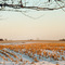 Cornfield in the Afternoon, Batavia, New York